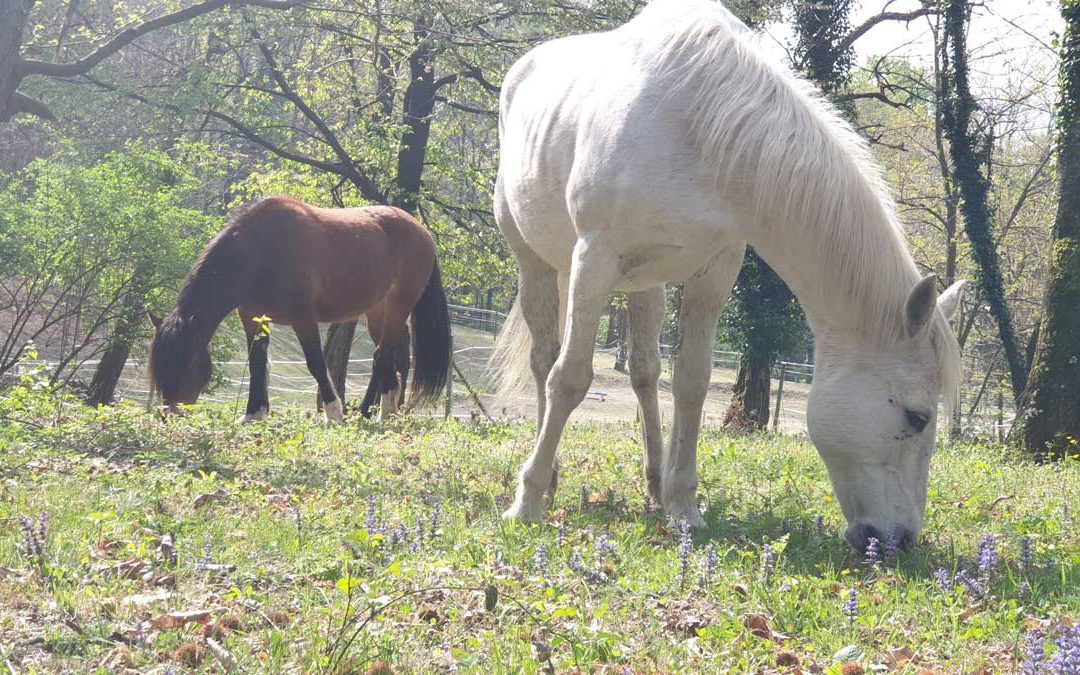 Allergie del cavallo e dell’alimentazione del cavallo anziano