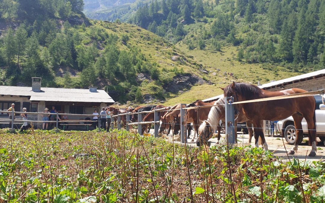 19 luglio 2026 – Alpe Cristallina